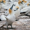 Australasian gannets, Cape Kidnappers