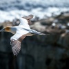 Australasian gannet, Cape Kidnappers