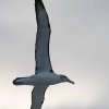 Neuseeland, Doubtful Sound, Albatrosse