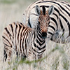 Etosha-Pfanne