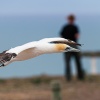 Australasian gannets, Cape Kidnappers