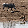 Etosha-Pfanne