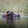 Okavango Delta, Botswana, Flusspferd