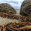 xflo:w photo calendar 2014, New Zealand coast wildlife