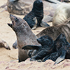 Cape Cross seals