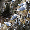 Iceland, Black-legged Kittiwake