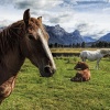 New Zealand, Southern Alps, Queenstown, Wakatipu