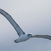 New Zealand, Doubtful Sound, albatrosses