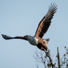 African fish eagle, St. Lucia