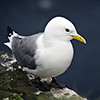 Iceland, Black-legged Kittiwake