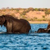 Elephants crossing River