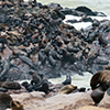 Cape Cross seals