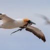 Australasian gannets, Cape Kidnappers