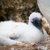 Australasian gannet, Cape Kidnappers