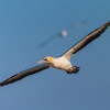 Cape gannet