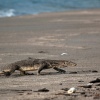 Anak Krakatau, Unterwasser