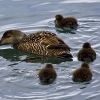 Eider-Weibchen verteidigt ihre Küken