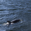 Neuseeland, Doubtful Sound, Fjord