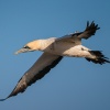 Cape gannet