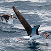 Neuseeland, Doubtful Sound, Albatrosse