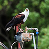 Okavango Delta, Botswana, Fischadler