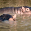 Hippo Baby, St. Lucia