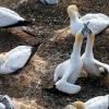 Australasian gannet, Cape Kidnappers