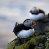 Iceland, Atlantic Puffin, Lundi