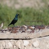 Botswana, Kalahari Transfrontier