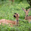 Chobe NP, Impala