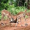 Chobe NP, Impala-Bock