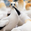 Australasian gannets, Cape Kidnappers