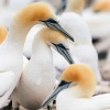 Australasian gannets, Cape Kidnappers