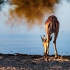 Impala