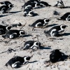 Brillenpinguine Boulders Beach