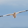 Australasian gannets, Cape Kidnappers