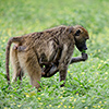 Chobe NP, baboon