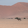 Namib Oryx antelope