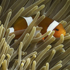 anemonefish, false percula clownfish