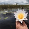 Okavango Delta, Botswana, water lily