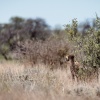 Botswana, Kalahari Transfrontier,cheetah