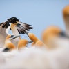 Australasian gannet, Cape Kidnappers