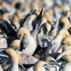 Cape gannet