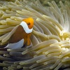 Anemonenfische orange, Falscher Clownfisch