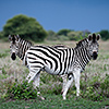 Nxai Pan, Zebras