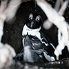 Brillenpinguine Boulders Beach