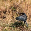 Cormorant