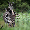 Okavango Delta, Botswana, Zebra