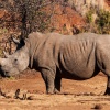 square-lipped rhino