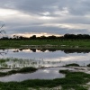 Chobe NP